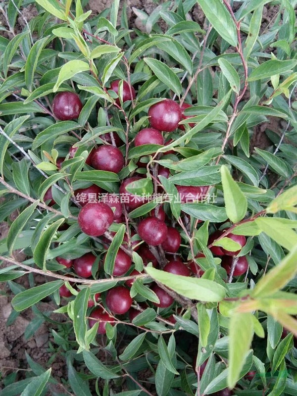 鈣果苗價格 ~尖葉+圓葉鈣果苗=鮮食+華北農大鈣果苗價格