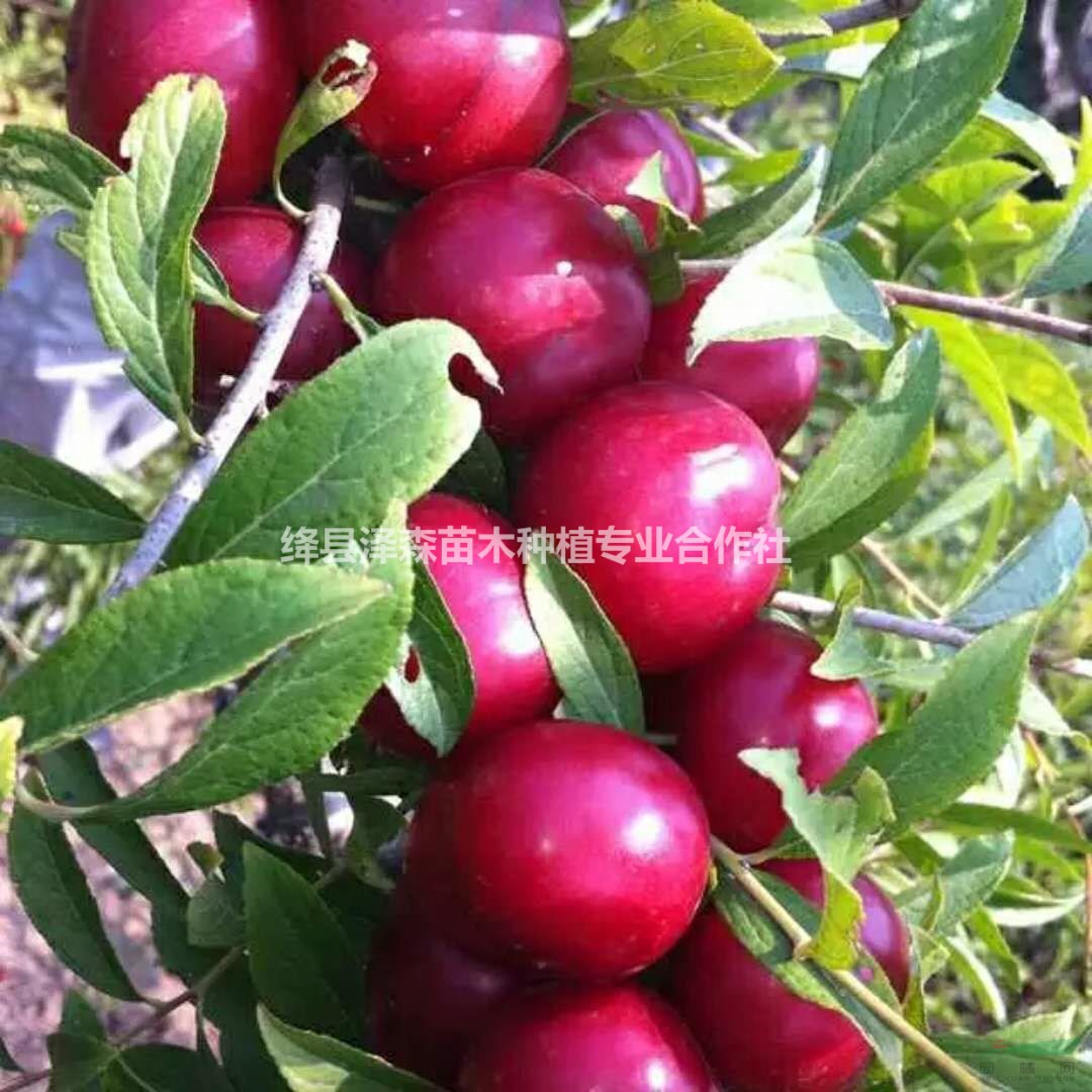 山西鈣果苗產(chǎn)地==供應(yīng)1年20公分鈣果苗200萬株