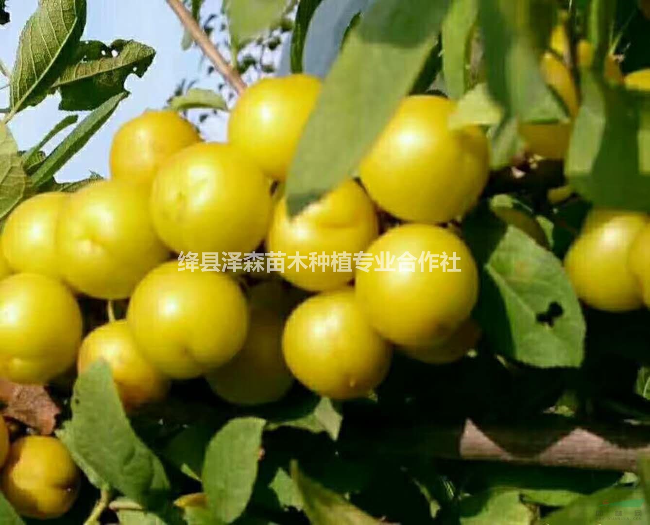 山西鈣果苗產(chǎn)地==供應(yīng)1年20公分鈣果苗200萬株