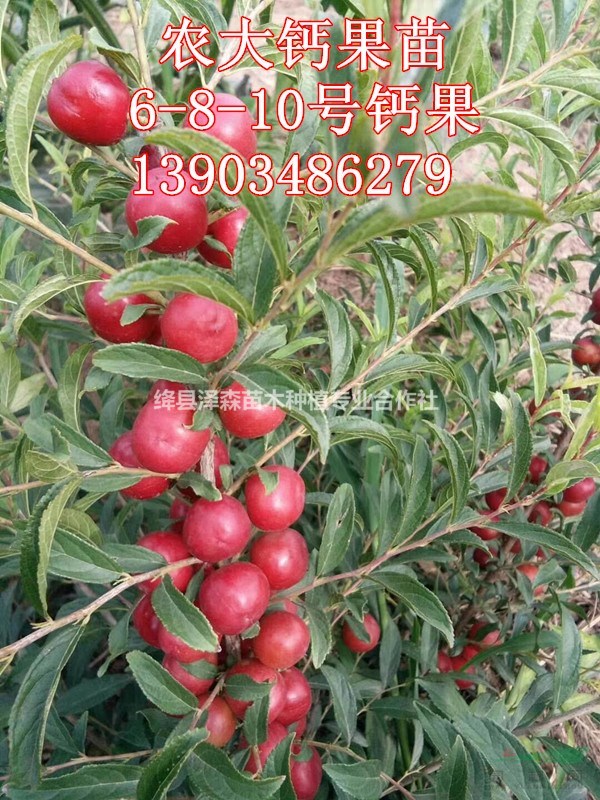 1年鈣果苗采購基地=2年鈣果苗農(nóng)戶直銷=3年鈣果苗產(chǎn)地批發(fā) 