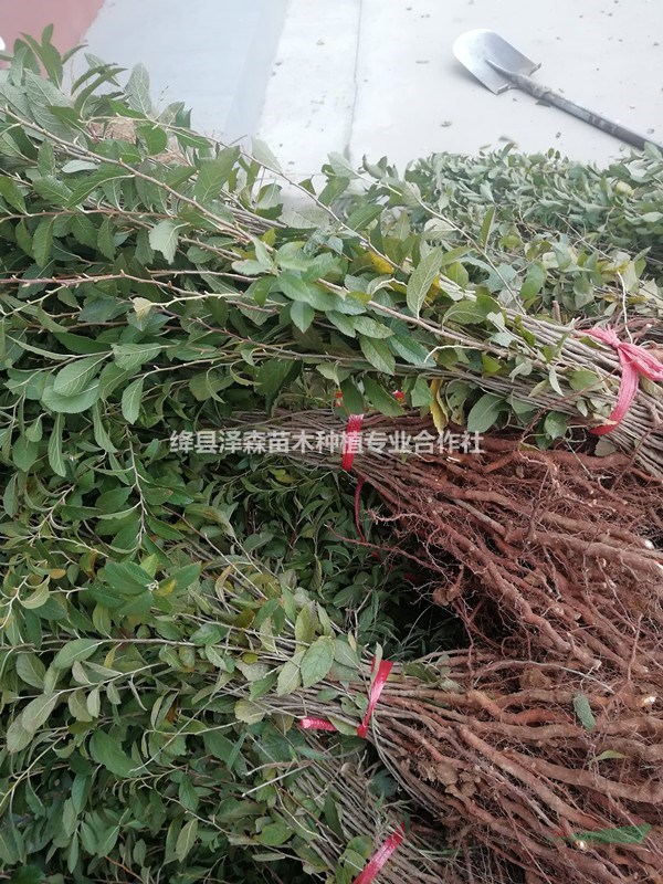 1年鈣果苗采購基地=2年鈣果苗農(nóng)戶直銷=3年鈣果苗產(chǎn)地批發(fā) 