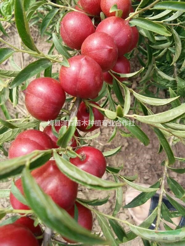 鈣果苗價格=鈣果苗一畝地種植多少棵+山西農(nóng)大鈣果苗