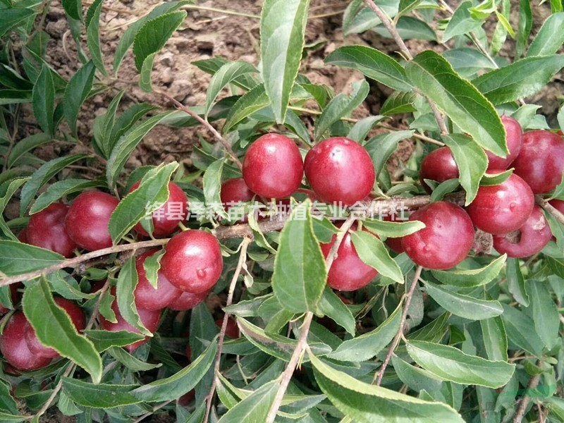 鈣果苗價格=鈣果苗一畝地種植多少棵+山西農(nóng)大鈣果苗