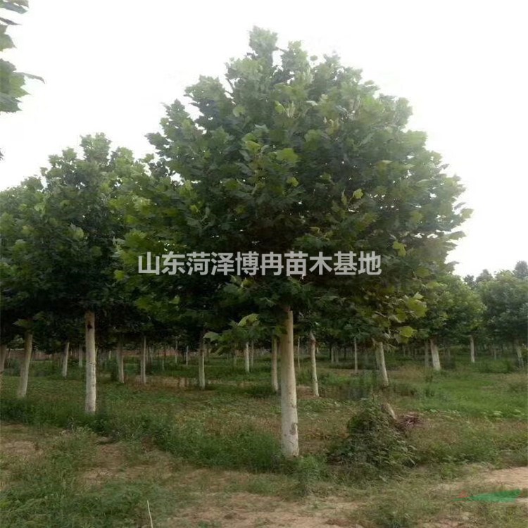 法桐報價認準博冉苗木靠譜符合市場行情，山東法桐種植基地