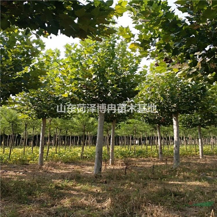 法桐報價認準博冉苗木靠譜符合市場行情，山東法桐種植基地