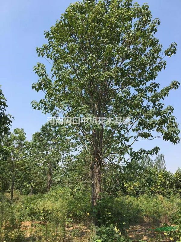 楸樹基地各個(gè)規(guī)格    34公分楸樹價(jià)格     