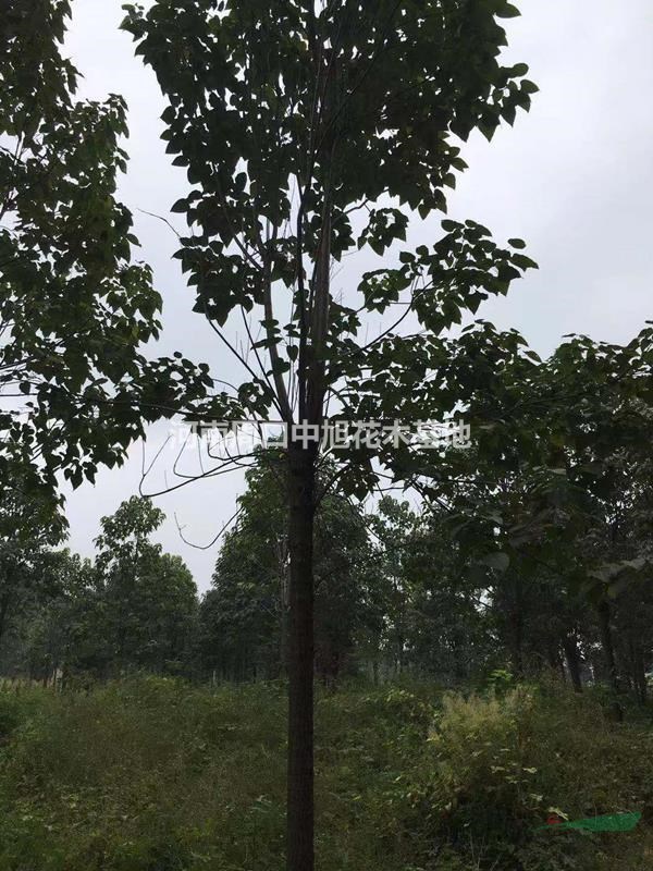 國家儲備林建設(shè)    39公分楸樹   數(shù)量不多  需要聯(lián)系