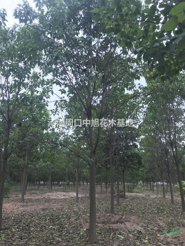 周口楸樹基地    45公分楸樹熱賣     苗圃基地直銷