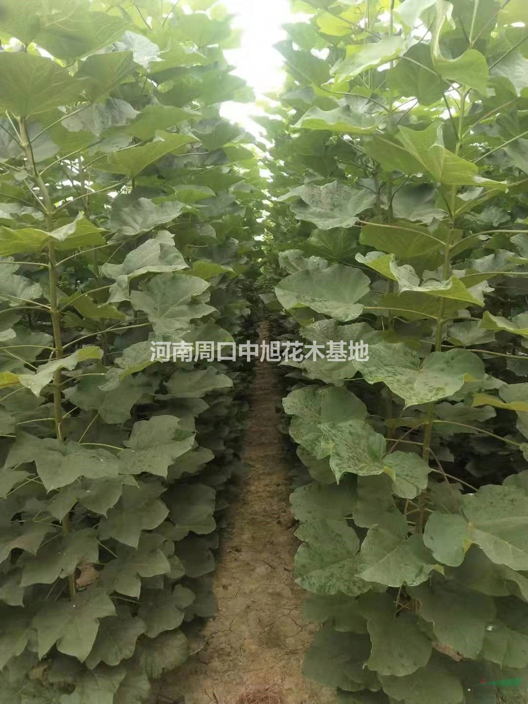 山東楸樹梓樹專供   3公分梓樹價格    苗圃基地直銷
