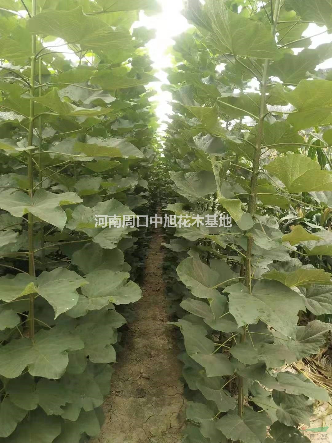 山東楸樹梓樹專供   3公分梓樹價格    苗圃基地直銷