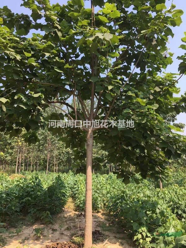 中旭園林    9公分梓樹  苗圃基地直銷  親情價(jià)