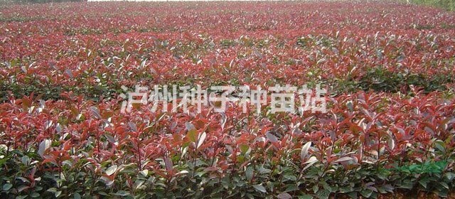 新聞：19年瀘州金葉女貞苗、紅葉石楠小苗、紫花風鈴木苗新報價