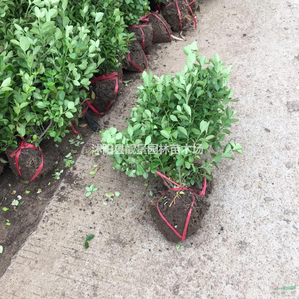 沭阳地区胶东卫矛毛球