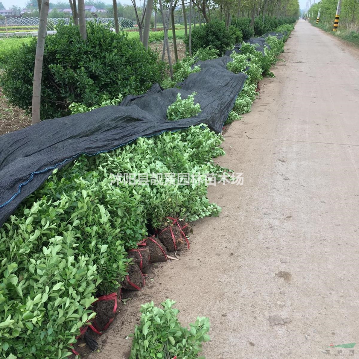 沭阳地区胶东卫矛毛球