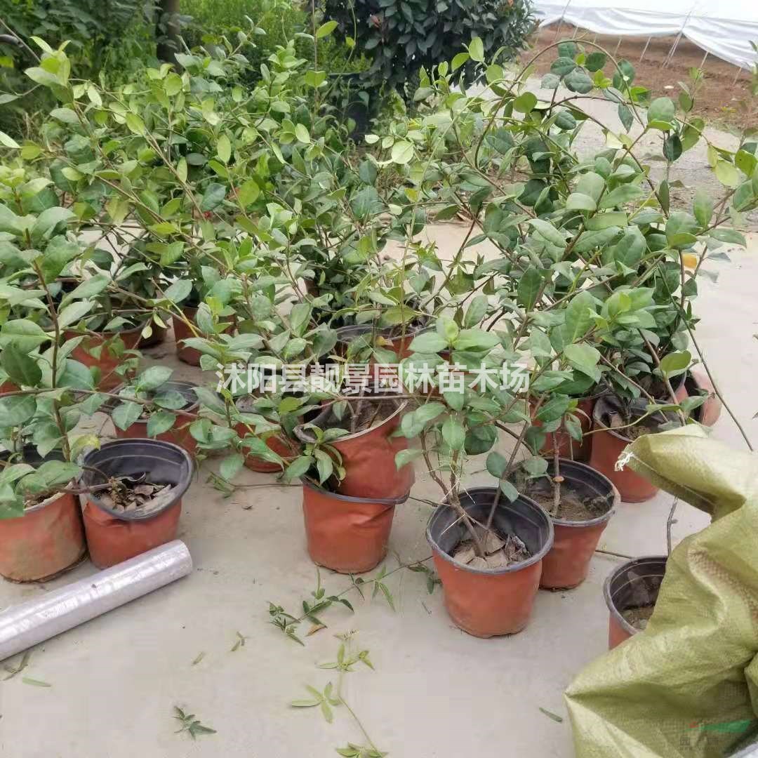 风车茉莉苗 风车茉莉60公分长多少钱一棵?