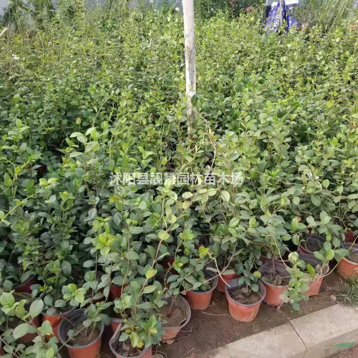 风车茉莉苗 风车茉莉60公分长多少钱一棵?