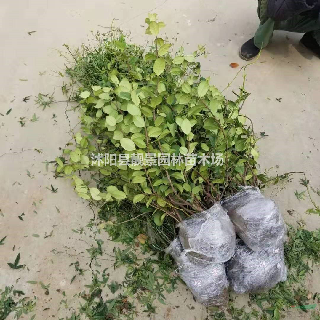 风车茉莉苗 风车茉莉60公分长多少钱一棵?