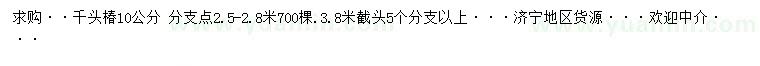 求購(gòu)10公分千頭椿