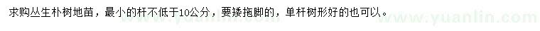 求購叢生樸樹