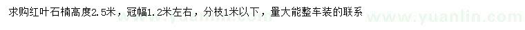 求購高2.5米紅葉石楠