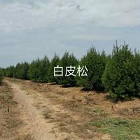 大小規(guī)格供應(yīng)陜西基地白皮松基地