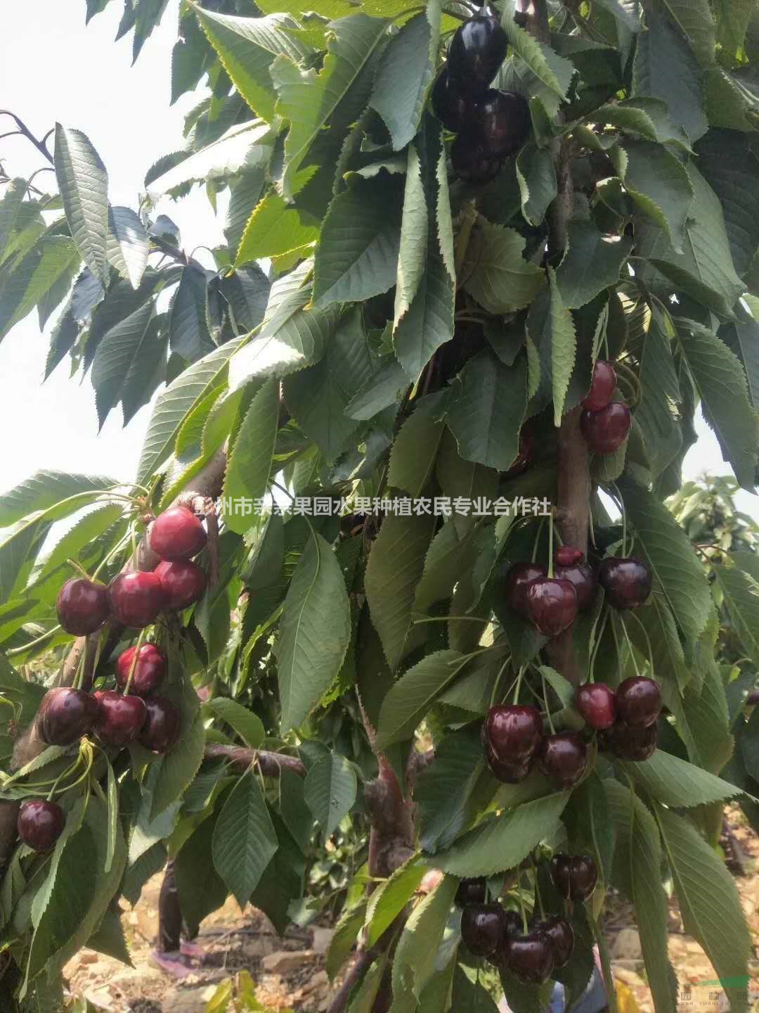 嫁接車厘子苗批發(fā)_大果紅燈大櫻桃樹苗哪家最便宜？