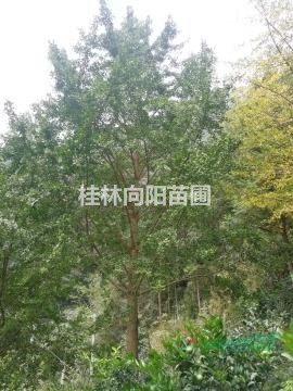 銀杏