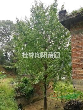 銀杏