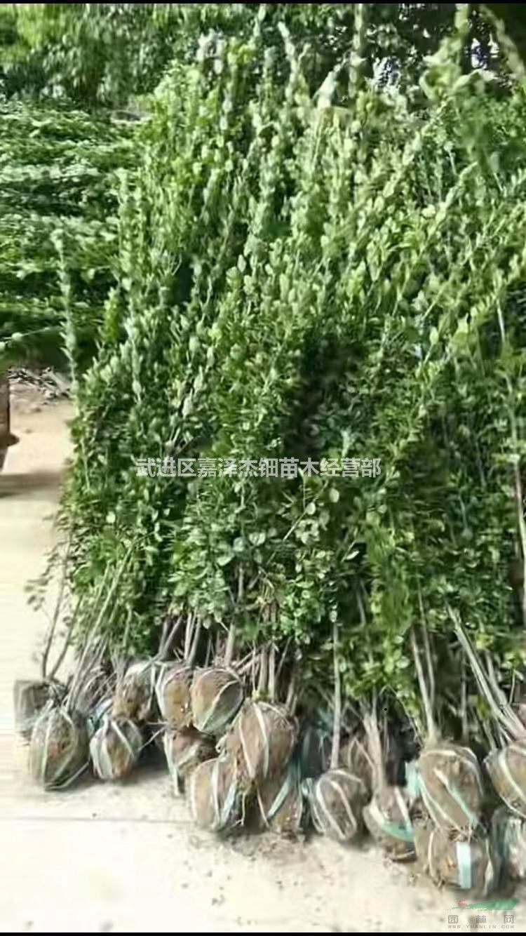 北海道黃楊籬笆