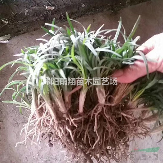 玉龍草價格沭陽玉龍草基地價格報價