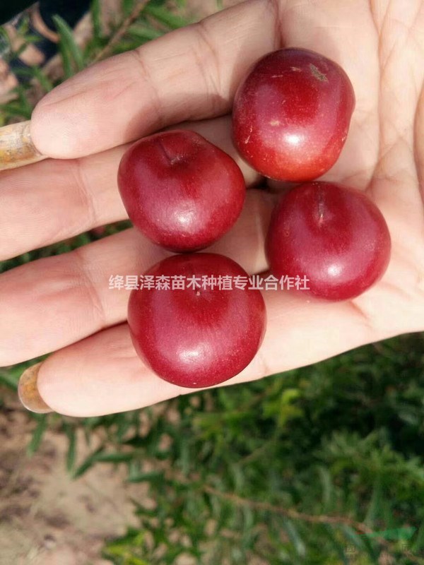 優(yōu)質(zhì)鈣果苗=新品種雜交鈣果苗=高產(chǎn)農(nóng)大鈣果苗價格