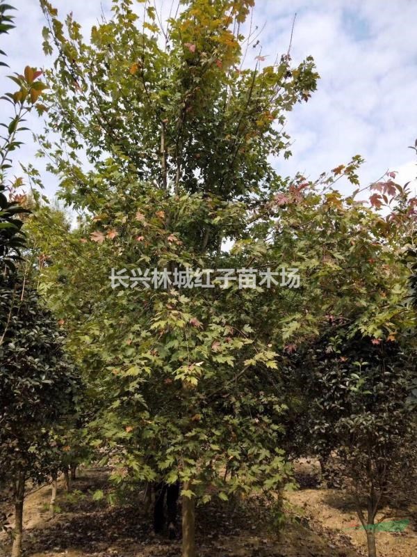 美國紅楓