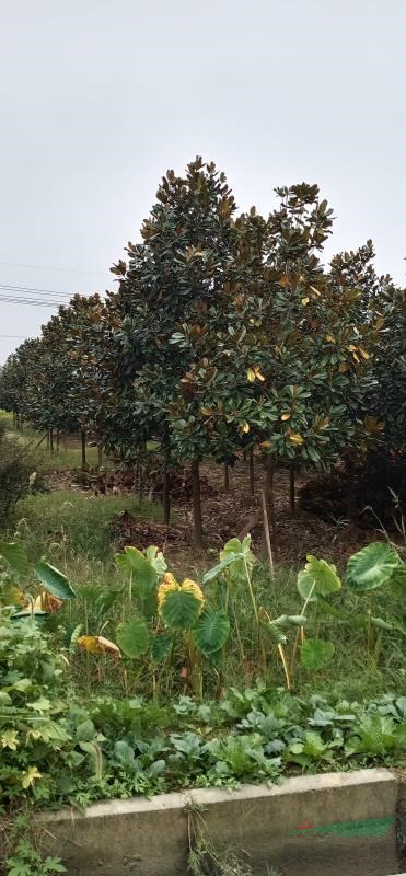 廣玉蘭8-20公分