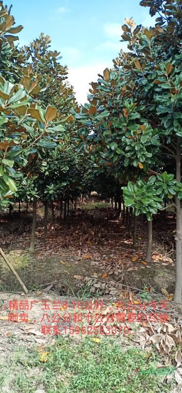 廣玉蘭8-20公分