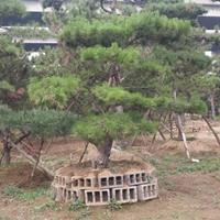 造型松造型油松造型黑松黑松盆景