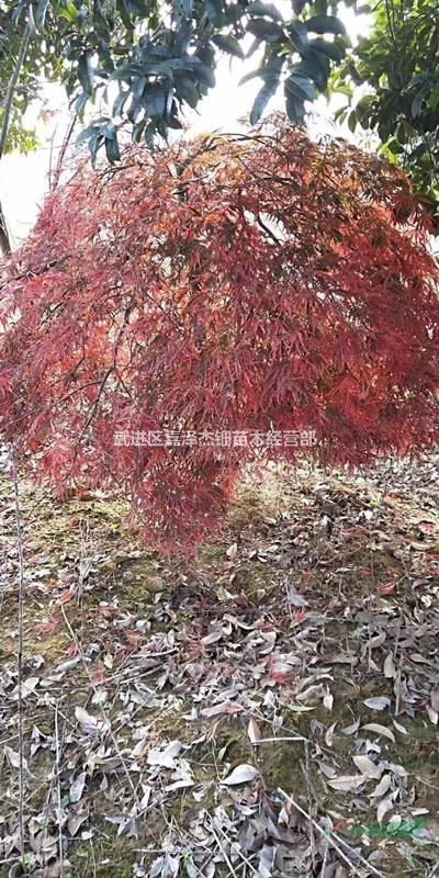 移栽精品羽毛楓
