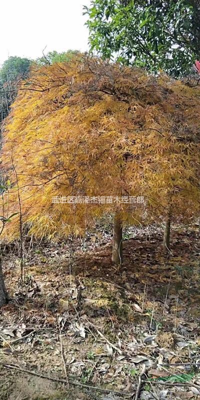 移栽精品羽毛楓