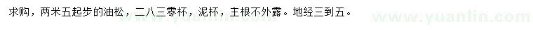 求購2.5米起步油松