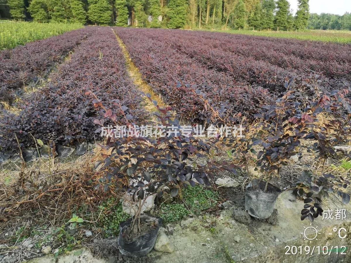 四川紅檵木基地供應(yīng)  紅檵木杯苗出售   紅檵木杯苗種植