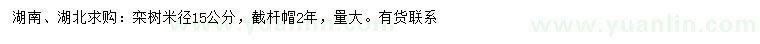求購(gòu)15公分欒樹(shù)
