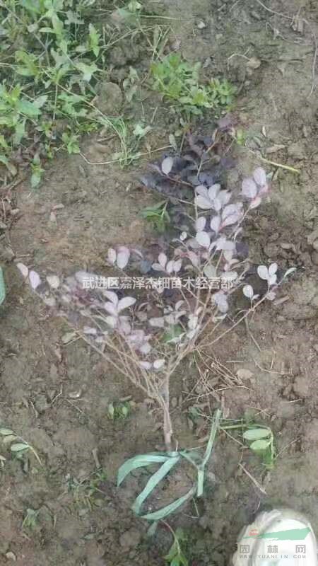 紅花檵木小毛球