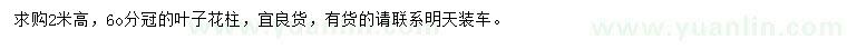 求購高2米葉子花柱
