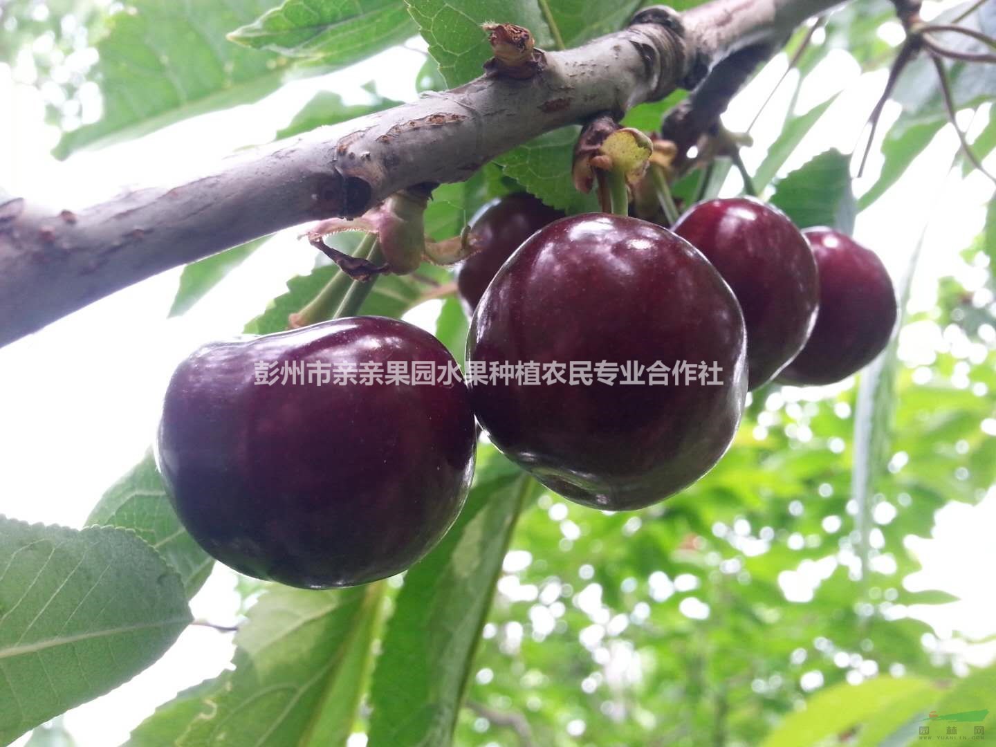 大櫻桃苗價(jià)格、矮化大果紅燈大櫻桃苗今年價(jià)格是多少?