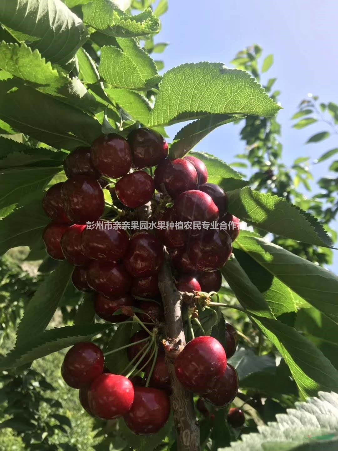 大櫻桃苗價(jià)格、矮化大果紅燈大櫻桃苗今年價(jià)格是多少?