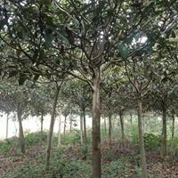 精品枇杷树 湖南枇杷树专业培育基地枇杷树价格便宜批发 