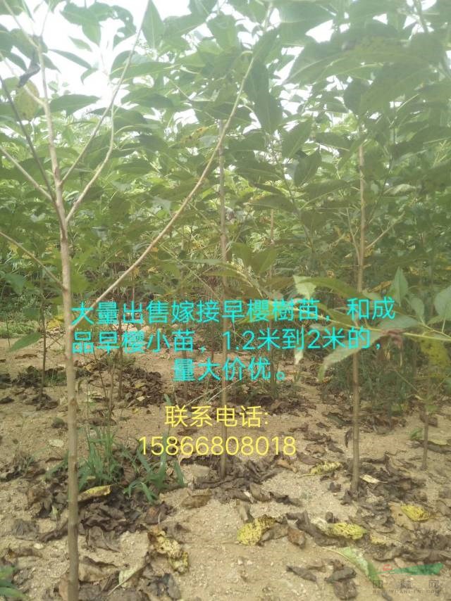 關(guān)山櫻