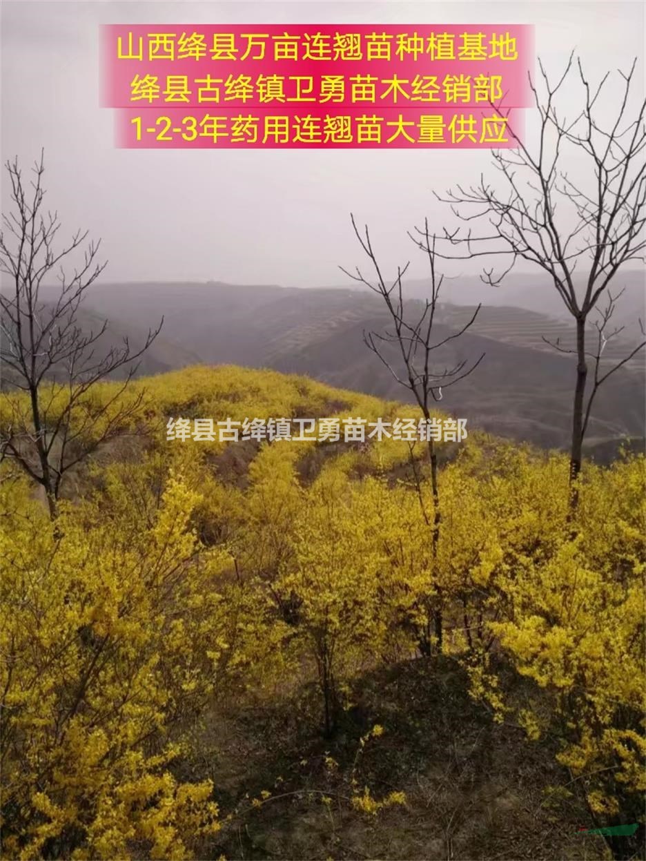 药用连翘苗产地=0.3+0.4+0.5公分连翘苗=1年连翘苗