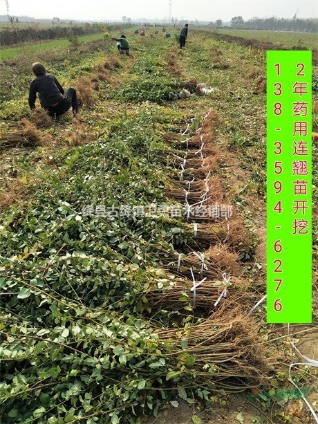 连翘苗批发价格1年生0.3元++2年生0.5元==回收青翘