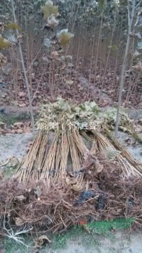 2米法桐小苗3米法桐小苗價格