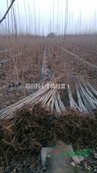 2米法桐小苗3米法桐小苗價格